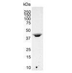 store_01HEZQTG4G9K30VYCETENETEGY_assets_1751893824851-actin-beta-mblab2025-05-0809h58m58scoomassiebluecopy3
